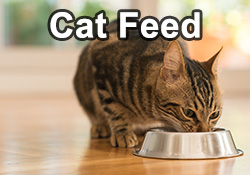 Cat Feed