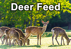 Deer Feeds